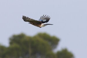 Bibione_7DMII_2015-05-02_1164